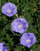 Convolvulus sabatius Full Moon