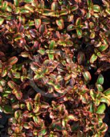 Coprosma Tequila Sunrise