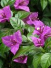 Bougainvillea glabra Magnifica