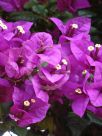 Bougainvillea glabra Magnifica