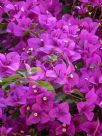 Bougainvillea glabra Magnifica