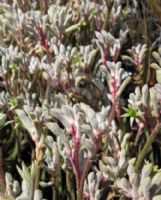 Anigozanthos Bush Diamond