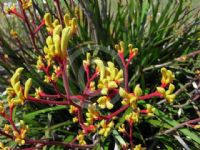 Anigozanthos Bush Haze