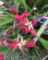 Anigozanthos Bush Ruby