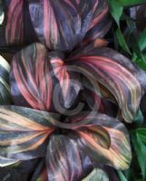 Cordyline fruticosa Rainbow Red