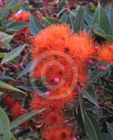 Corymbia ficifolia Orange Splendour