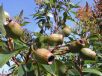 Corymbia Summer Beauty