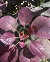 Cotinus coggygria Purpureus