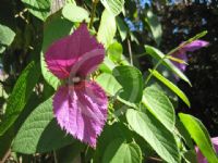 Dalechampia dioscoreifolia