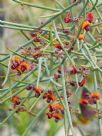 Daviesia horrida