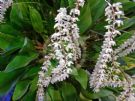 Dendrochilum cobbianum