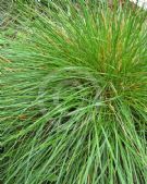 Deschampsia cespitosa alpina