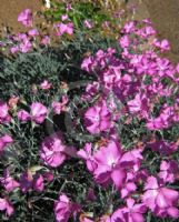 Dianthus allwoodii