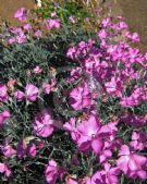 Dianthus allwoodii