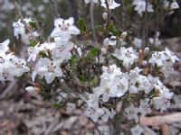 Epacris exserta