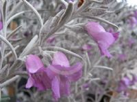 Eremophila nivea Gubburra Bells