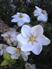 Gardenia Grandiflora Star