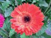 Gerbera