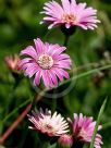 Gerbera