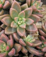 Graptosedum Vera Higgins