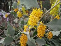 Grevillea Kimberley Gold