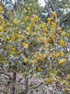 Grevillea Kimberley Gold