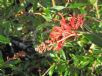 Grevillea Lady O