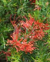 Grevillea Poorinda Adorning