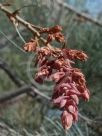 Grevillea leucopteris