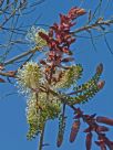 Grevillea leucopteris