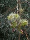 Grevillea leucopteris