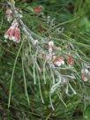 Grevillea pityophylla