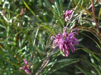 Grevillea sericea riparia