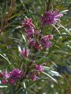 Grevillea sericea riparia