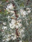 Hakea horrida