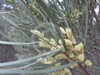 Hakea minyma