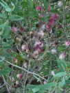 Hakea obtusa