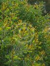 Hakea obtusa