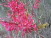 Hakea purpurea