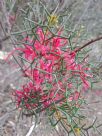 Hakea purpurea