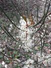 Hakea rostrata