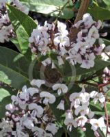 Hardenbergia violacea Free 'n' Easy