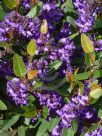 Hardenbergia violacea Mini Ha Ha