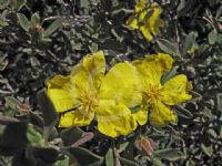 Hibbertia kaputarensis