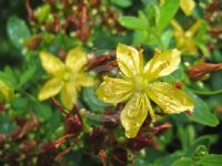 Hypericum maculatum