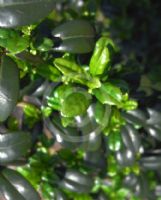 Ilex crenata Fastigiata