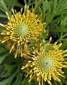 Isopogon anemonifolius Little Drumsticks