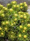 Isopogon anemonifolius Little Drumsticks