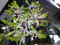 Dendrobium canaliculatum