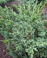 Juniperus chinensis Blaauw